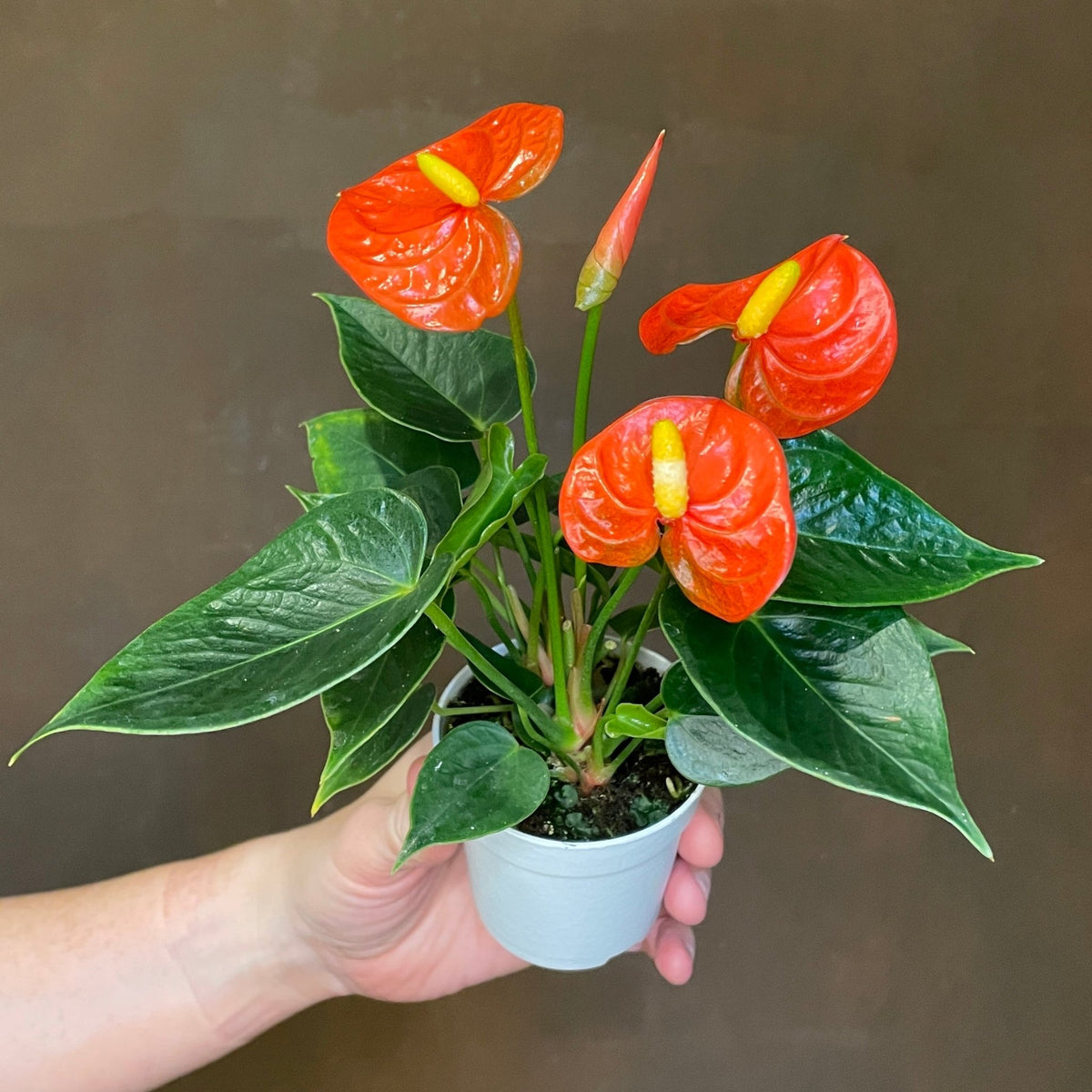 Anthurium 'Orange Champion'