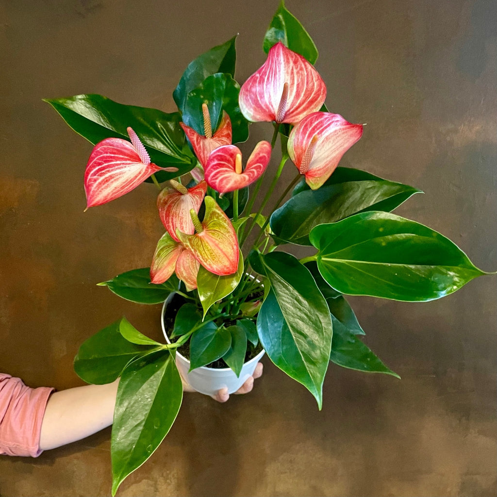 anthurium livium red Anthurium 'Royal Livium' (17cm pot)