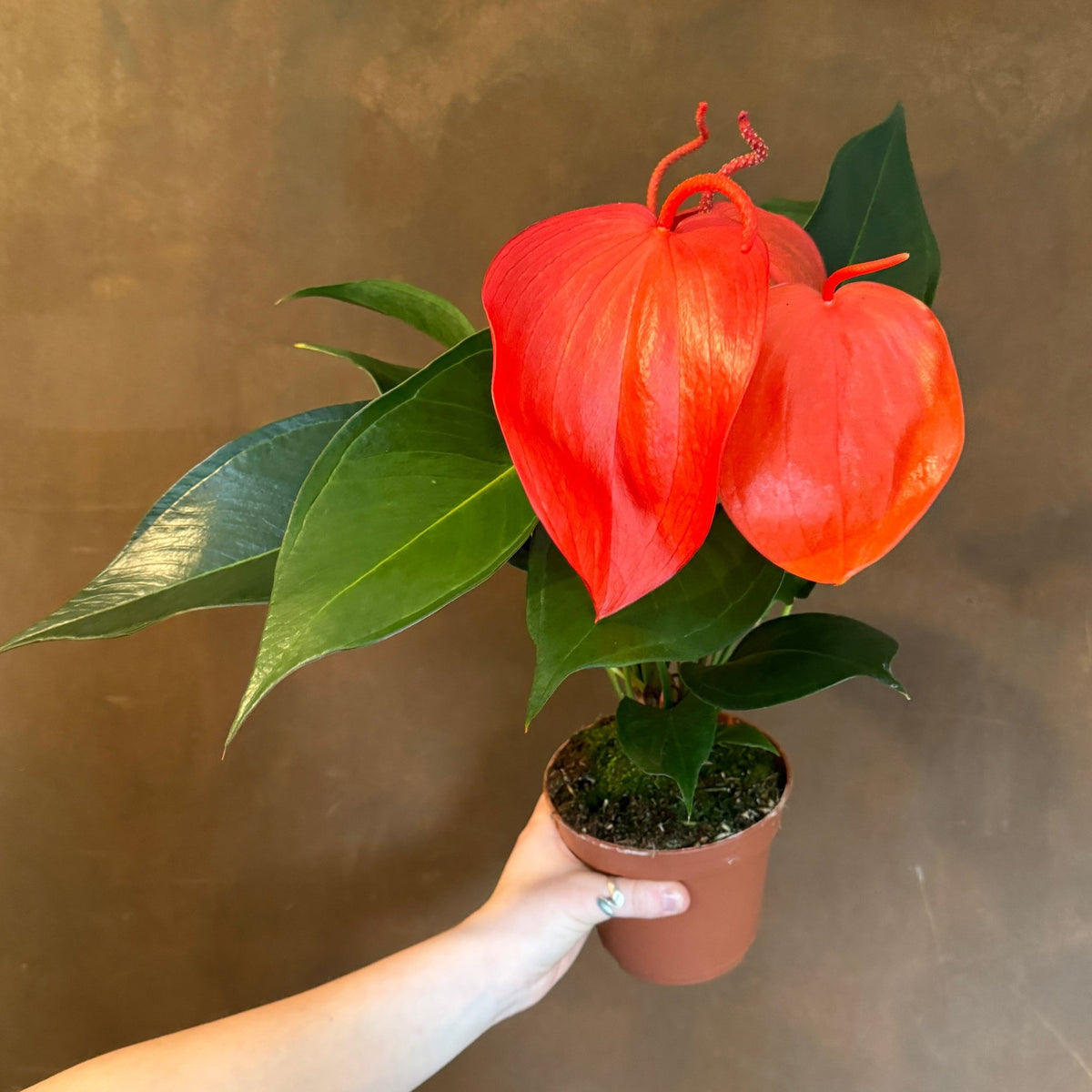 Anthurium scherzerianum 'Lindsey'