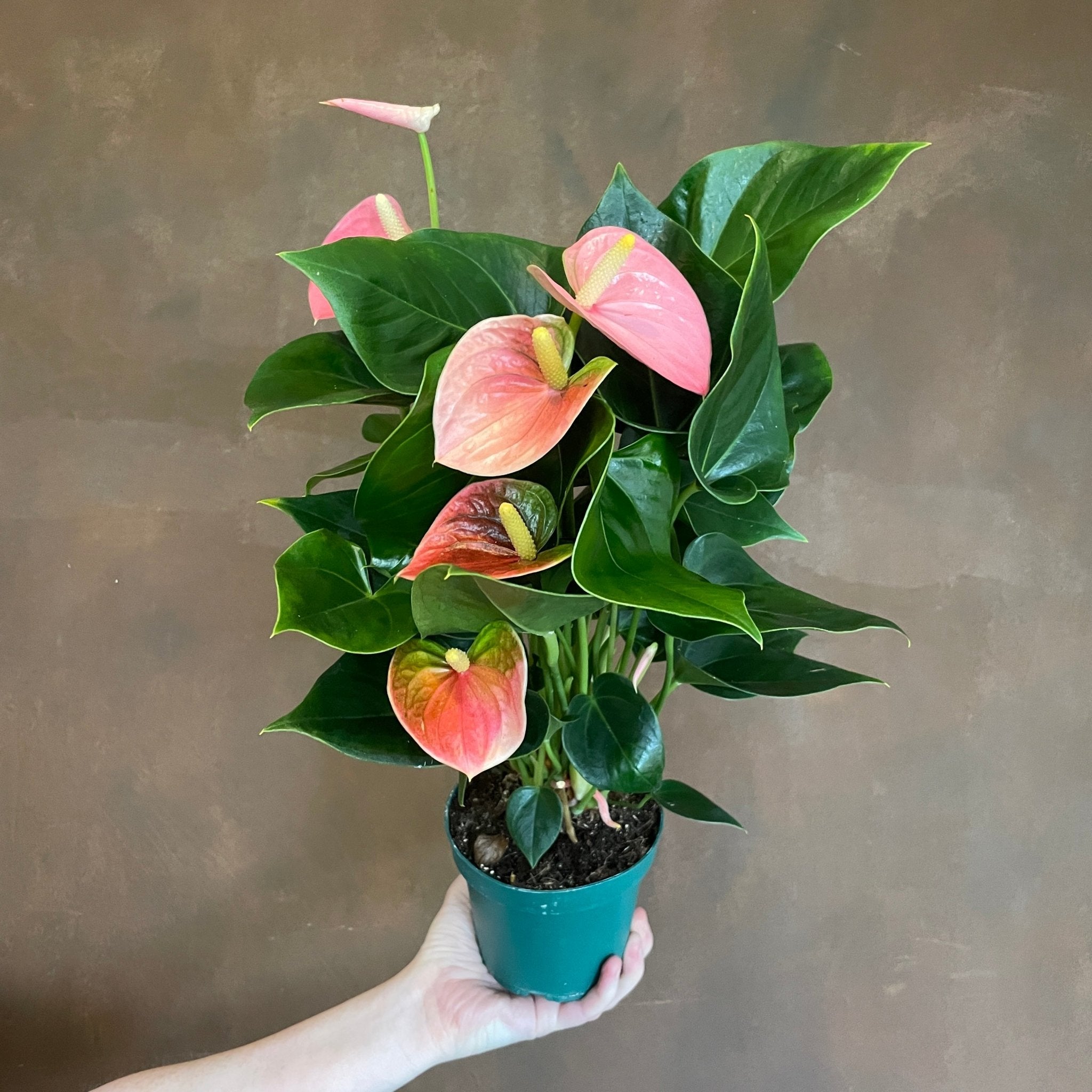 Anthurium ‘Sensa’ | grow urban. Edinburgh