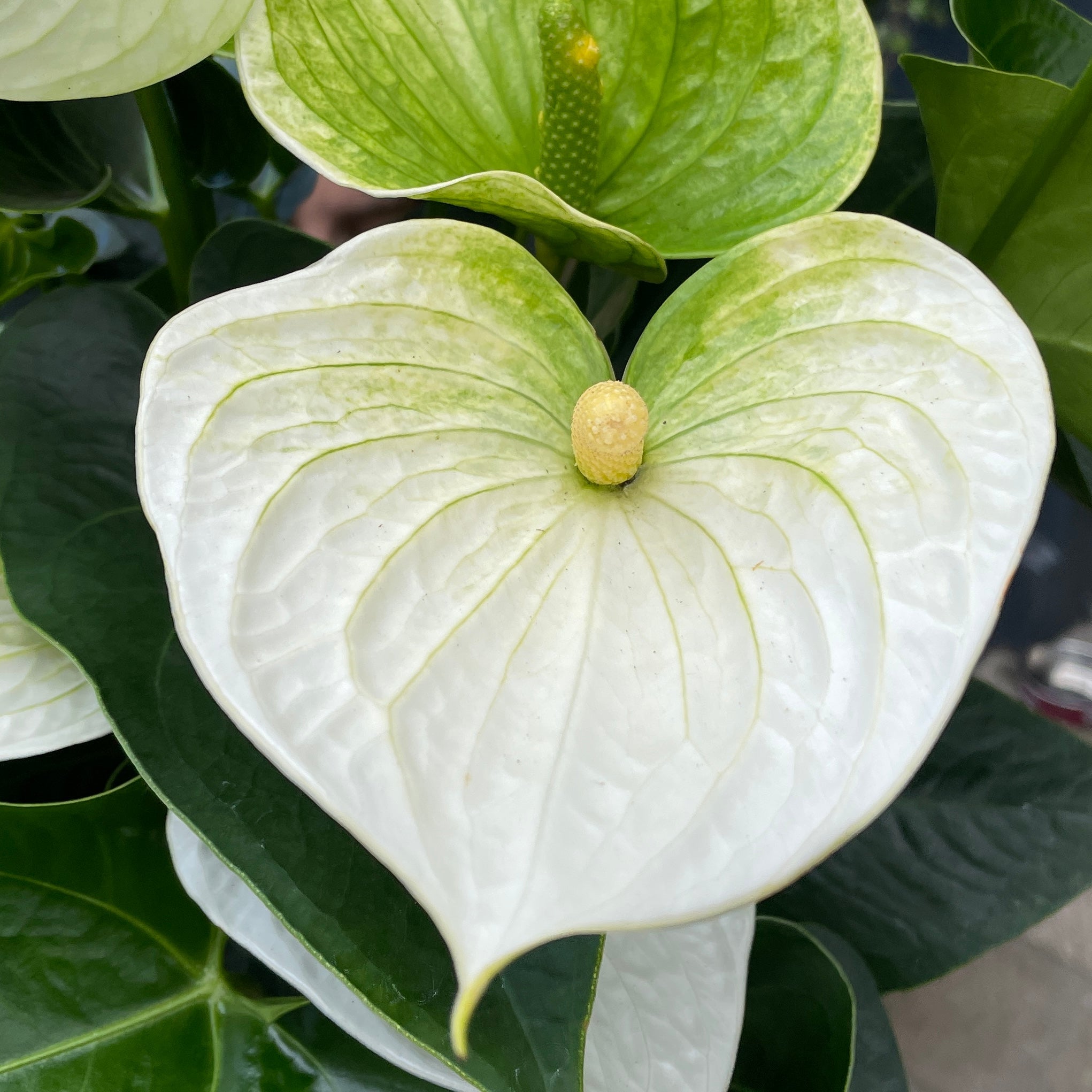 Anthurium 'Sumi White' XL - grow urban. UK