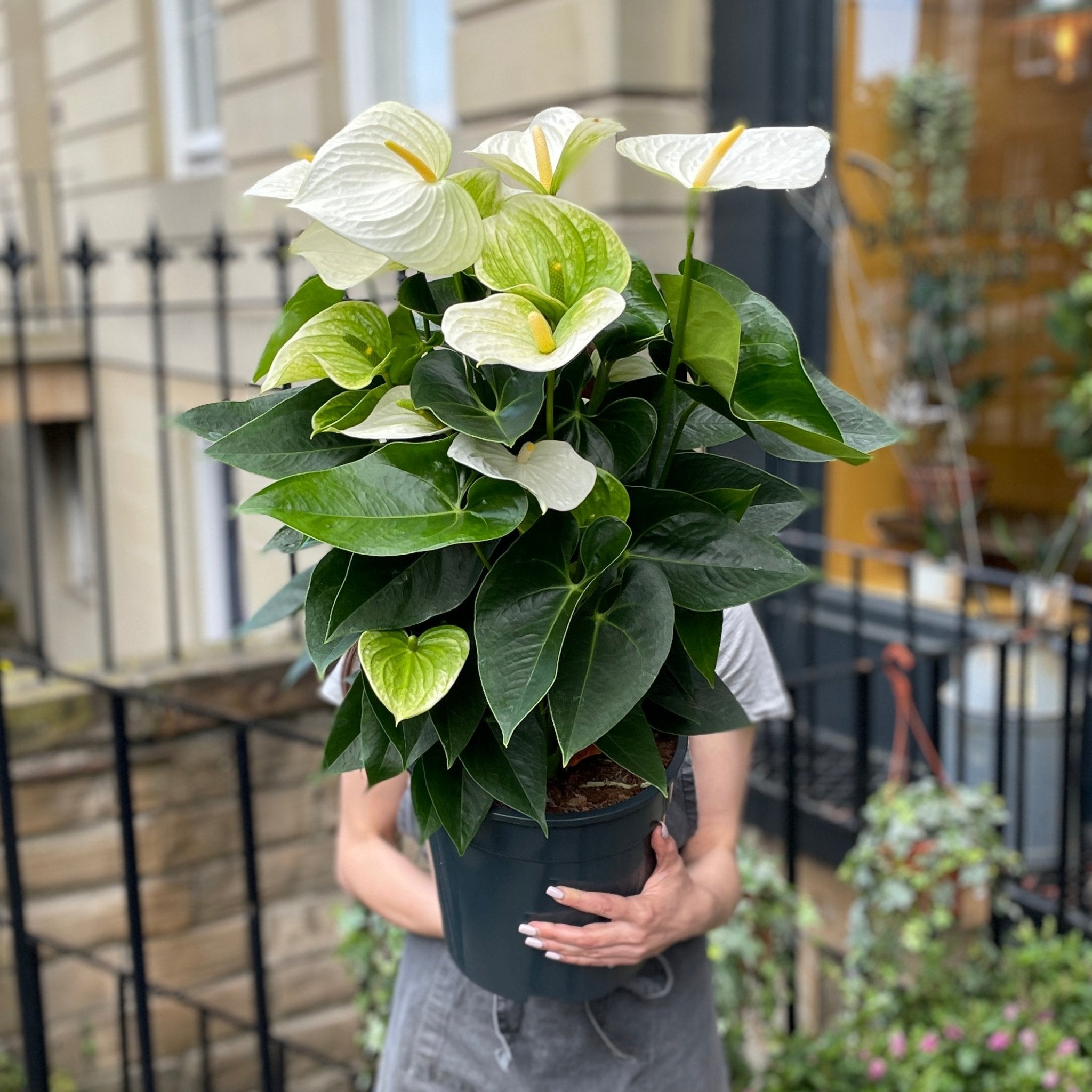 Anthurium 'Sumi White' XL - grow urban. UK