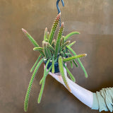 Aporocactus x mallisonii - grow urban. UK