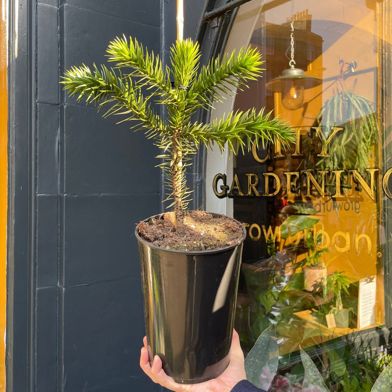 Araucaria araucana (21cm pot) - grow urban. UK