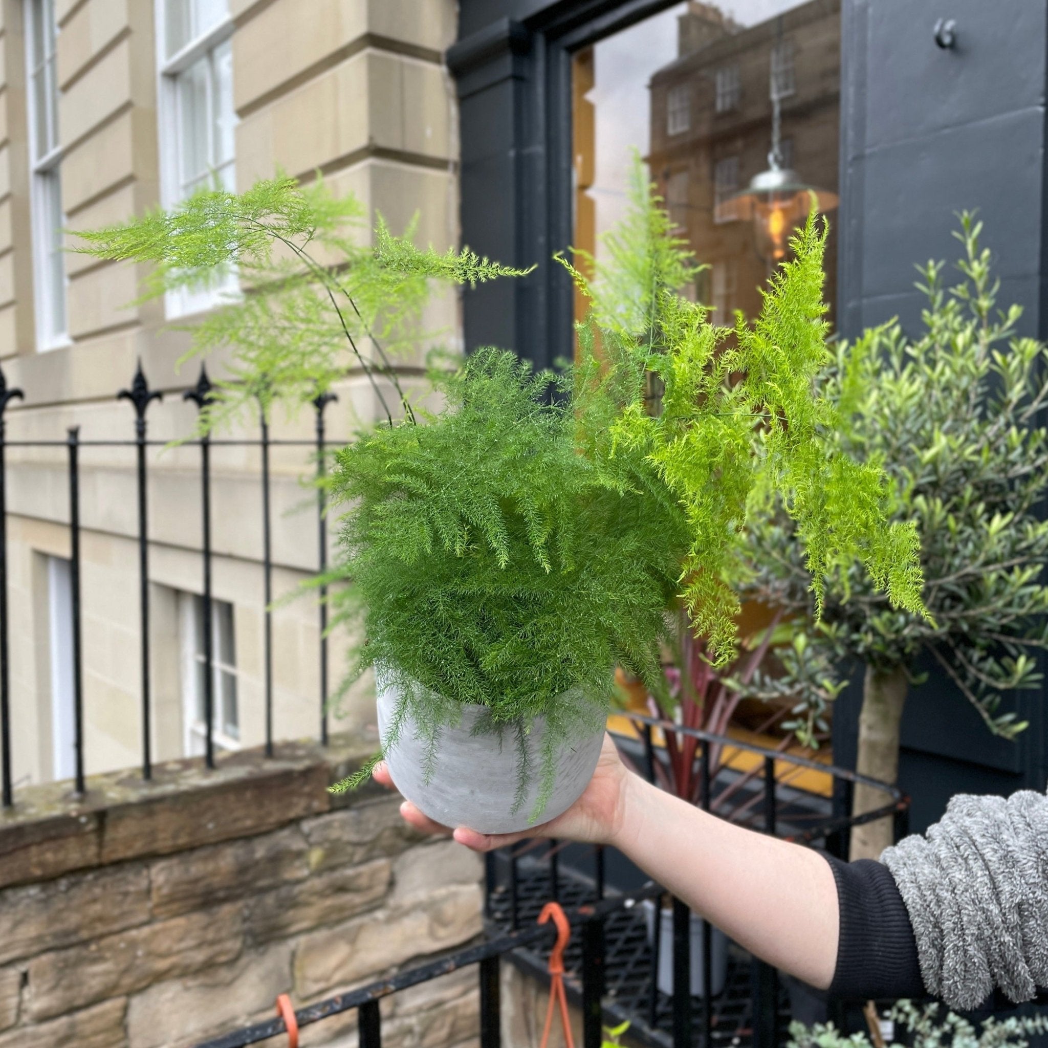 Asparagus setaceus (12cm pot) - grow urban. UK