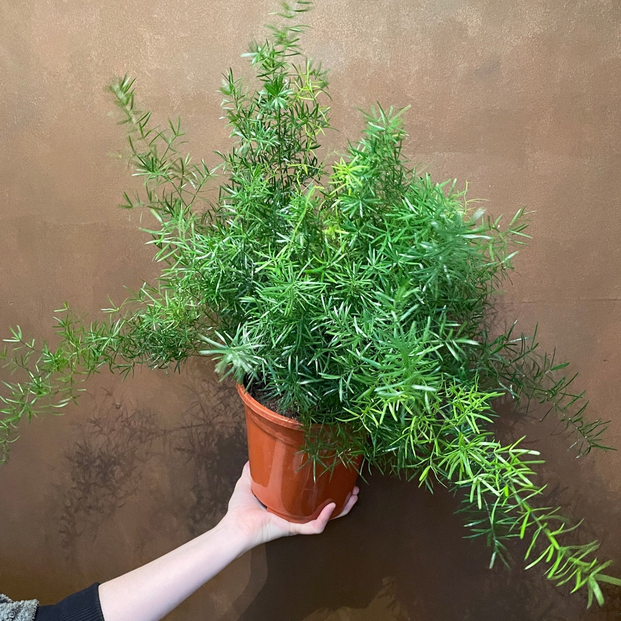 Asparagus ‘Sprengeri’ (17cm pot) - grow urban. UK