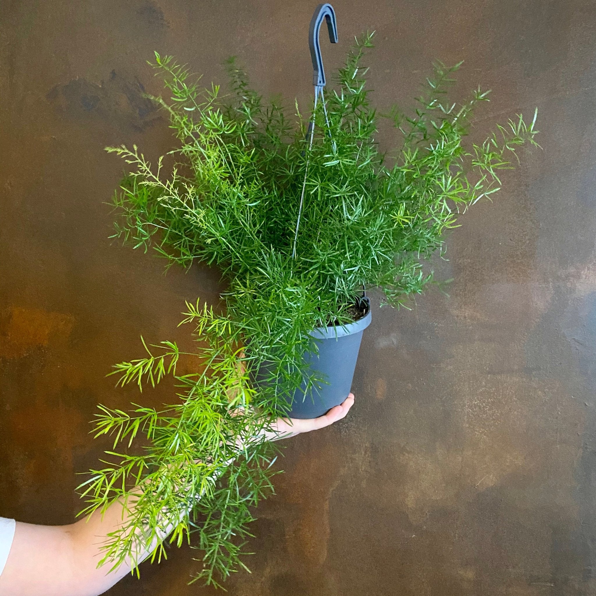 Asparagus ‘Sprengeri’ (18cm hangpot) - grow urban. UK