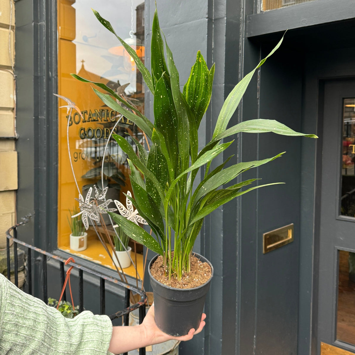 Aspidistra 'Milky Way' – Rare Variegated Cast Iron Plant – grow urban