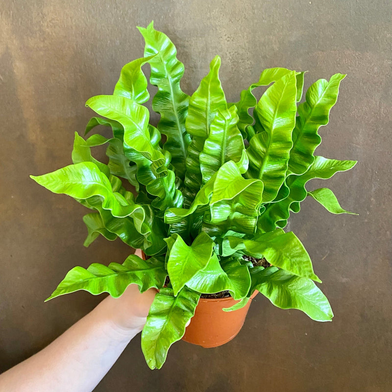 Asplenium ‘Crispy Wave’ Bird's Nest Fern grow urban.