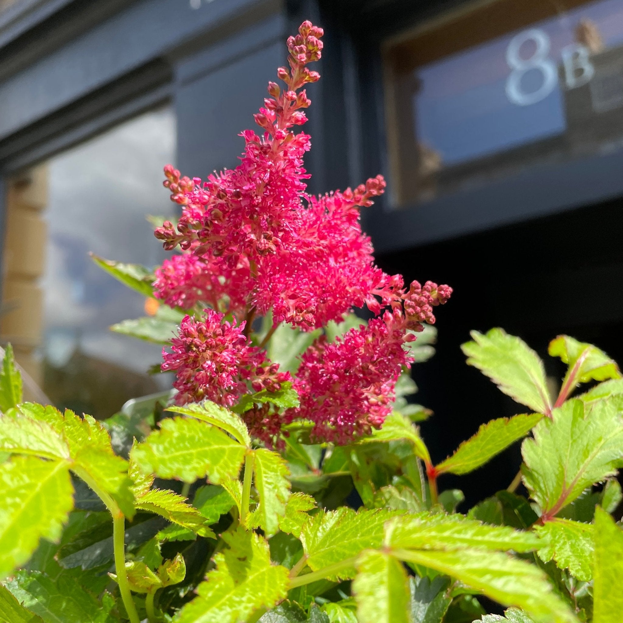 Astilbe 'Younique Pink' - grow urban. UK