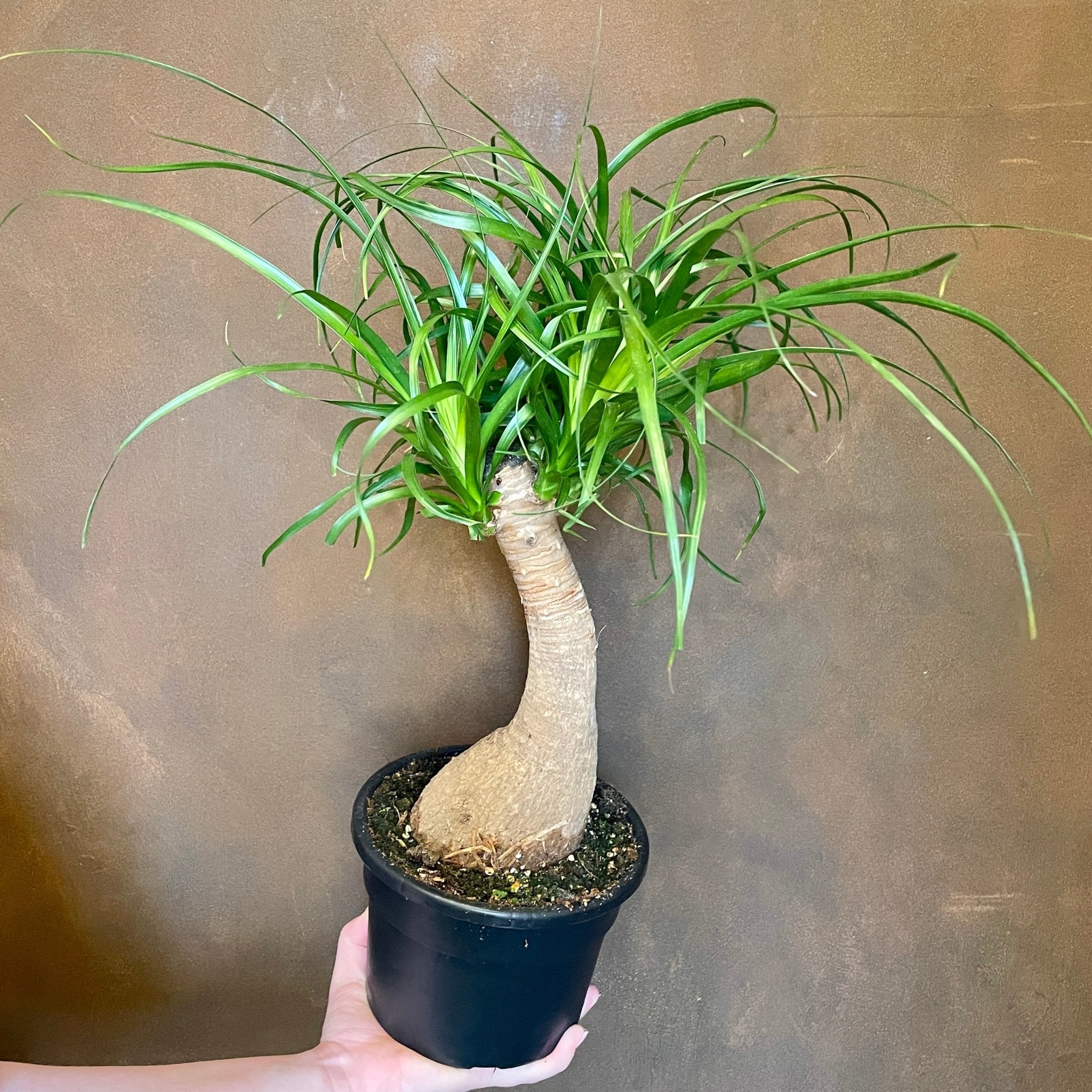 Beaucarnea recurvata (17cm pot) - grow urban. UK