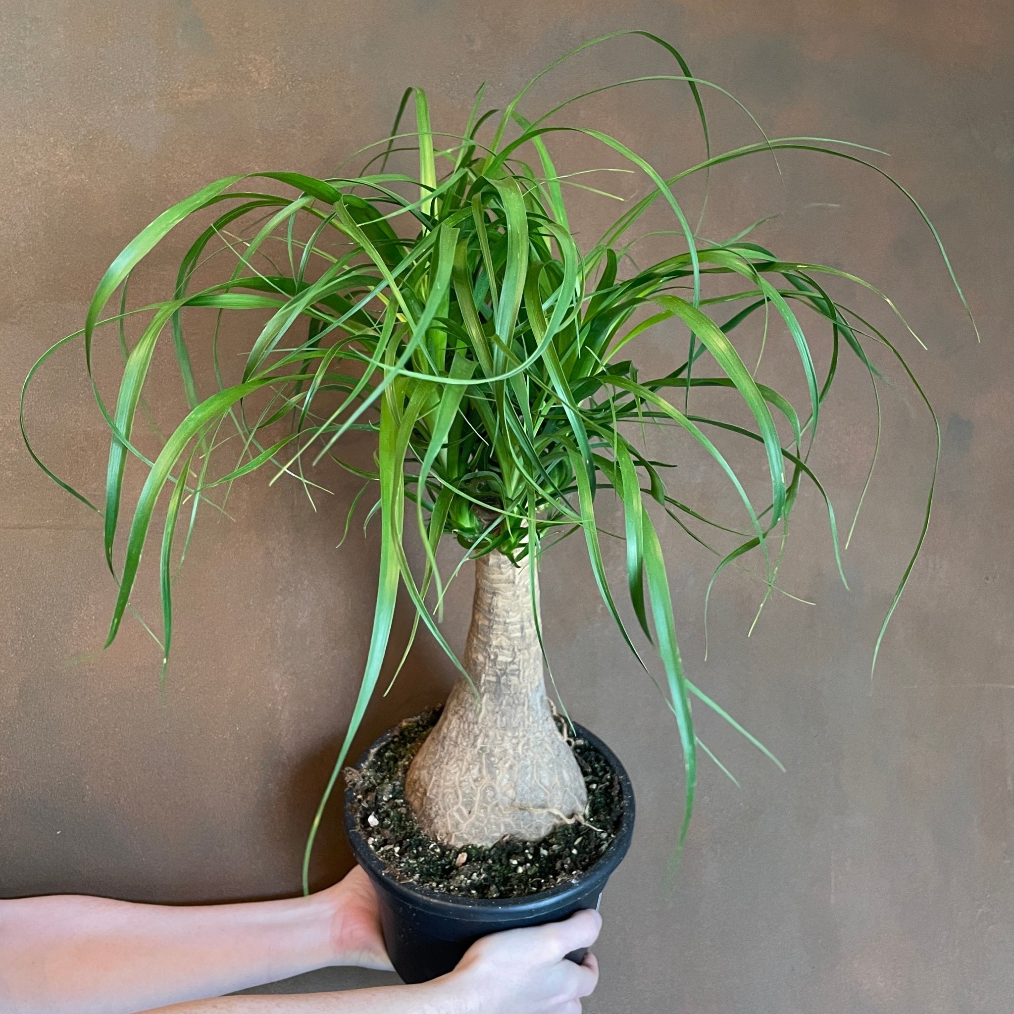 Beaucarnea recurvata (19cm pot) - grow urban. UK