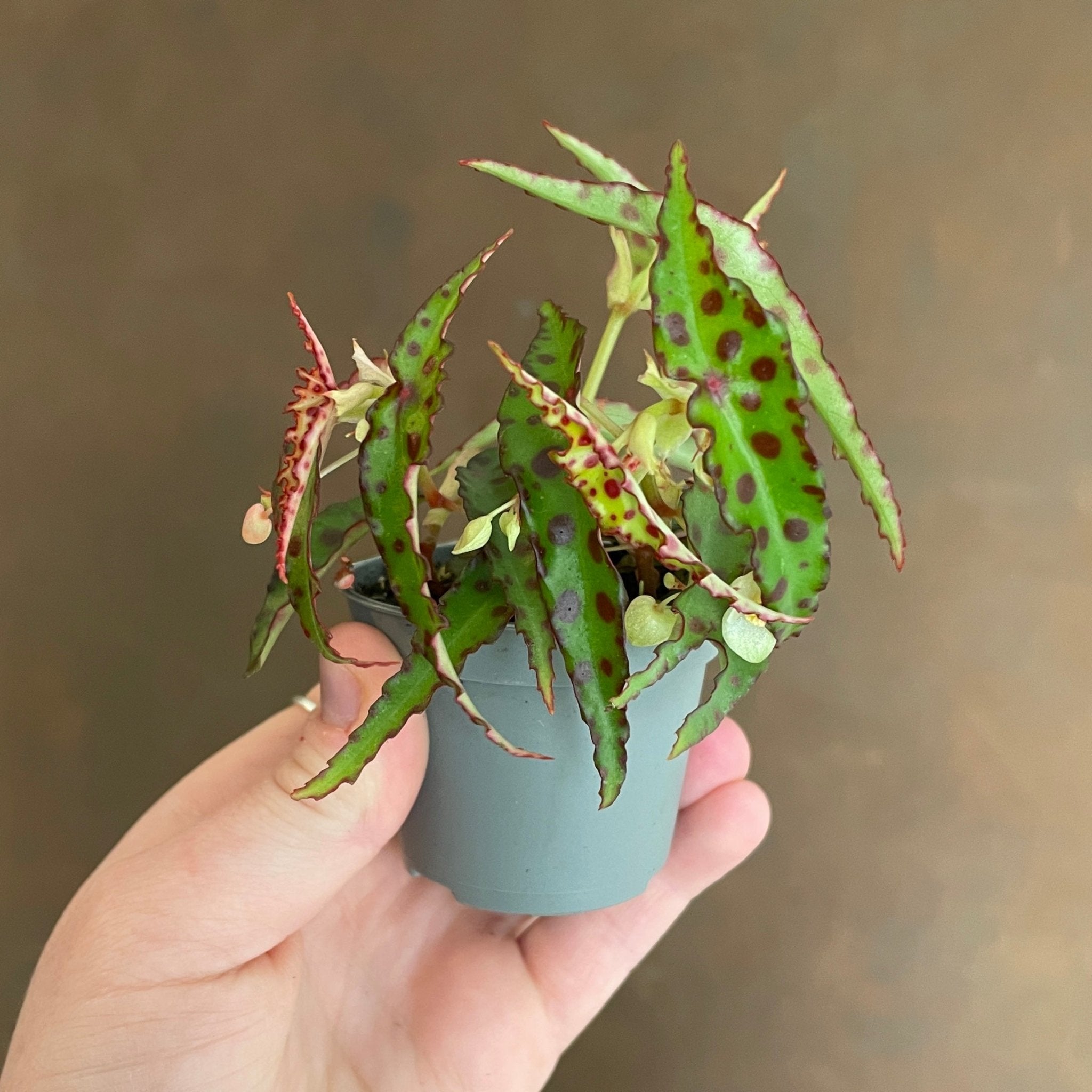 Begonia amphioxus - grow urban. UK