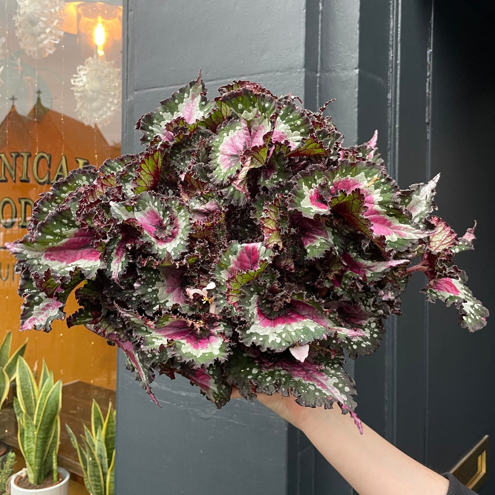 Begonia 'Merry Christmas' XL - grow urban. UK