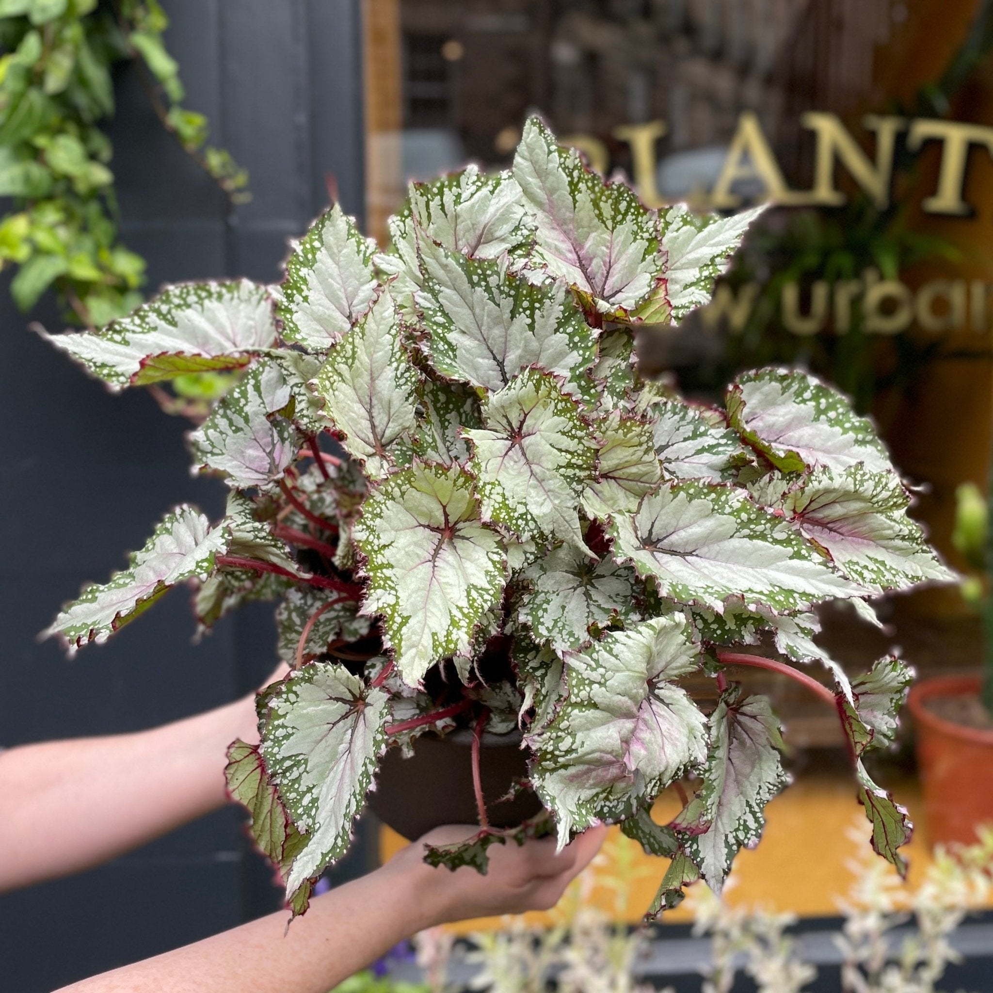 Begonia rex 'Asian Tundra' - grow urban. UK