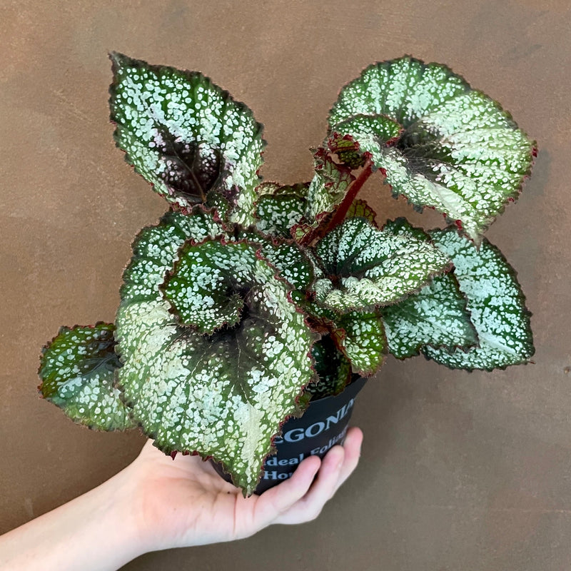 Begonia rex (UK Grown) | grow urban. Edinburgh