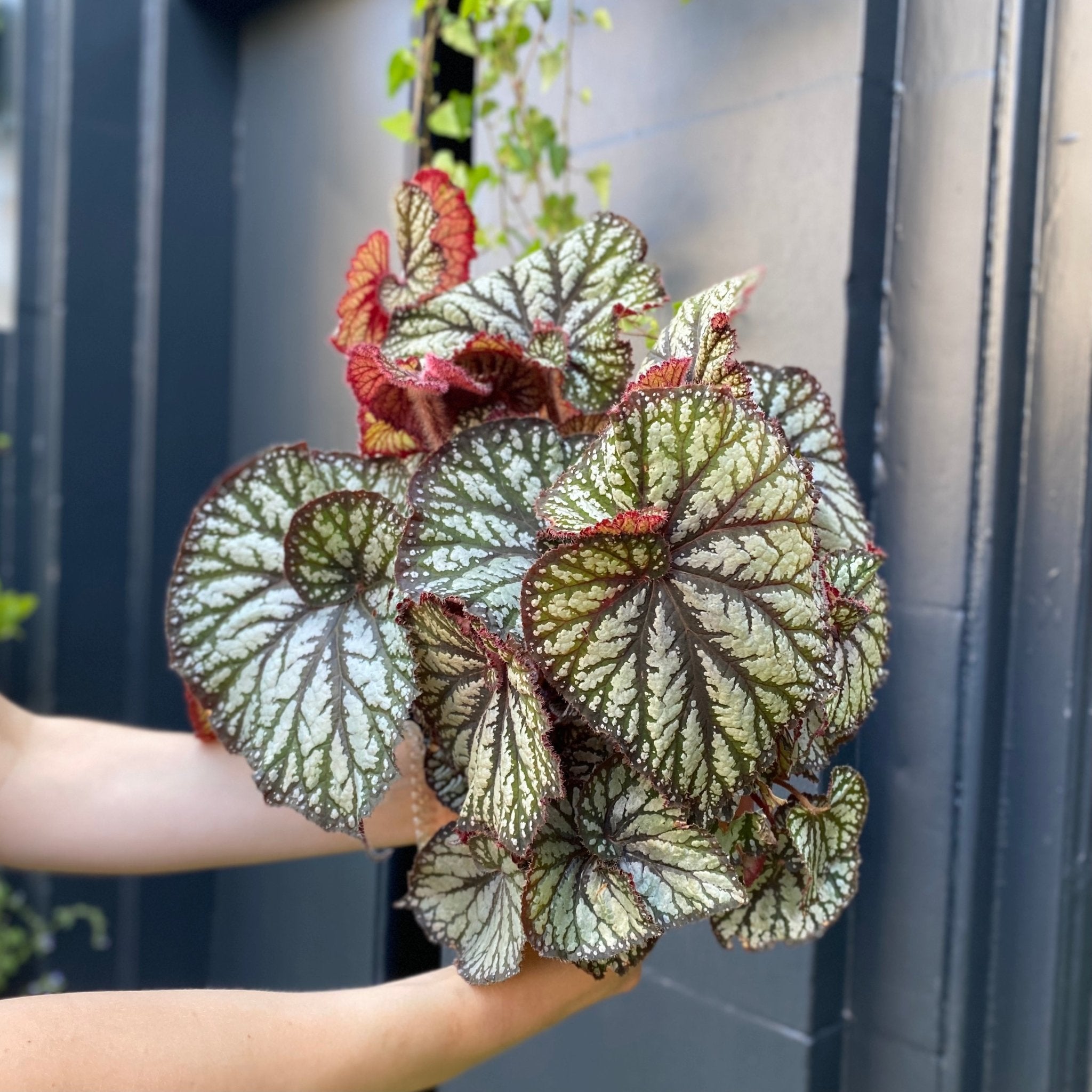 Begonia rex 'Spiralis' - grow urban. UK