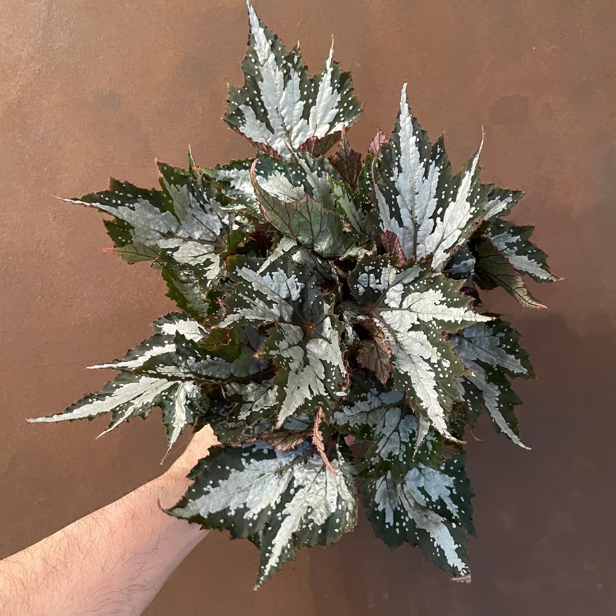 Begonia rex 'Sumatra' - grow urban. UK