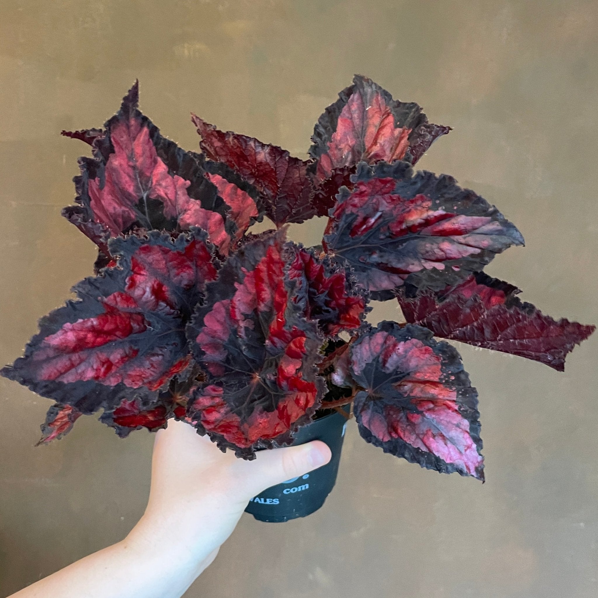 Begonia rex (UK Grown) - grow urban. UK