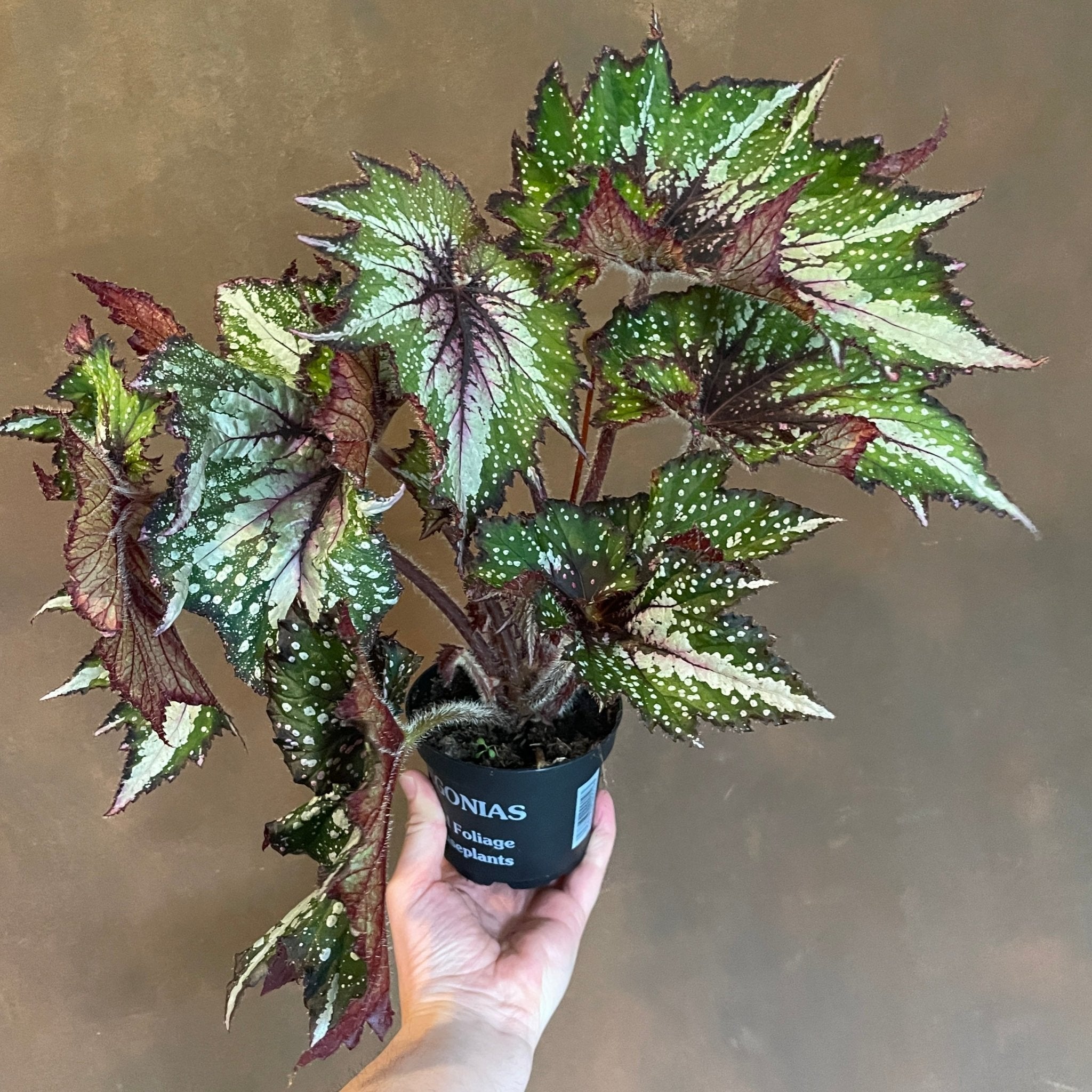 Begonia rex (UK Grown) - grow urban. UK