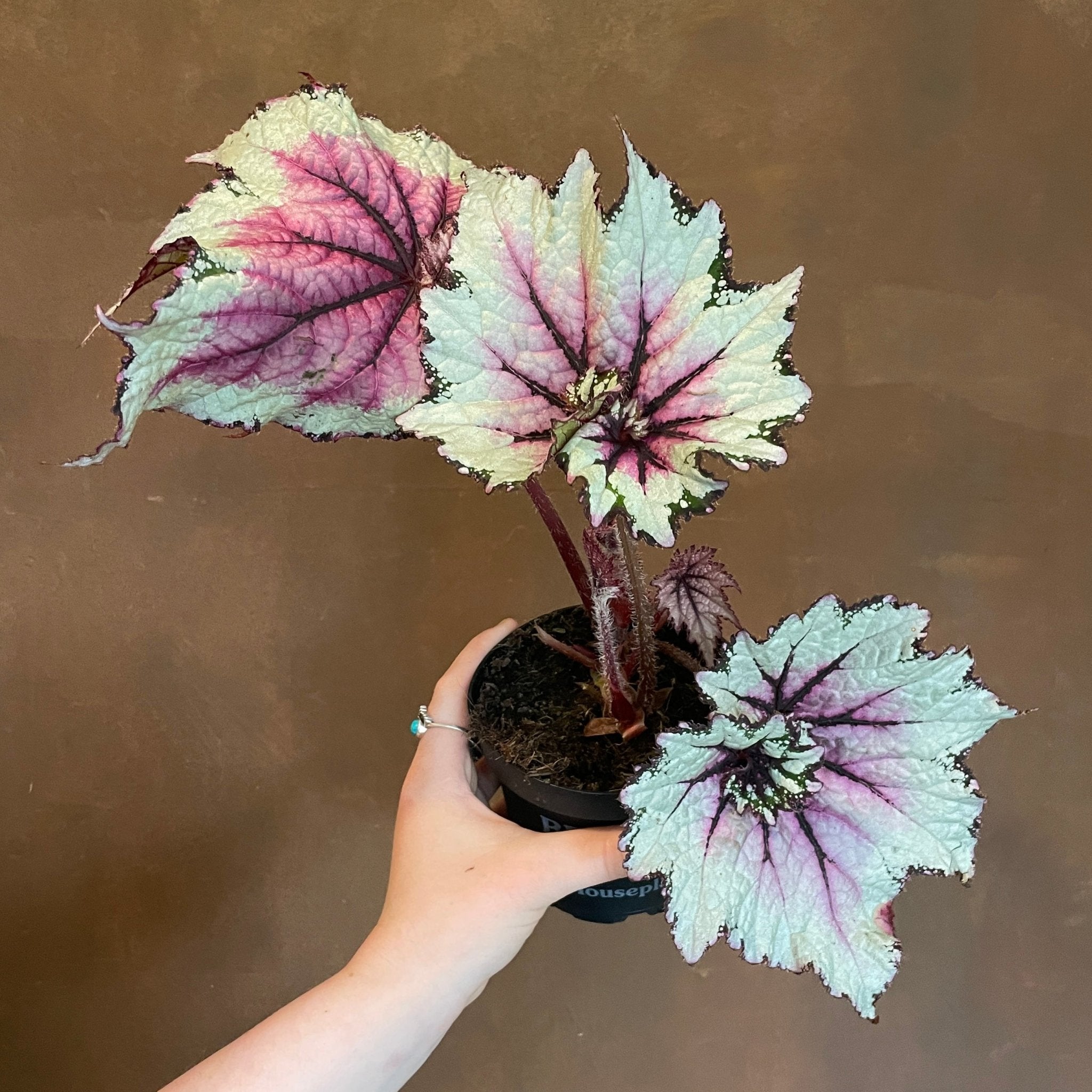 Begonia rex (UK Grown) - grow urban. UK