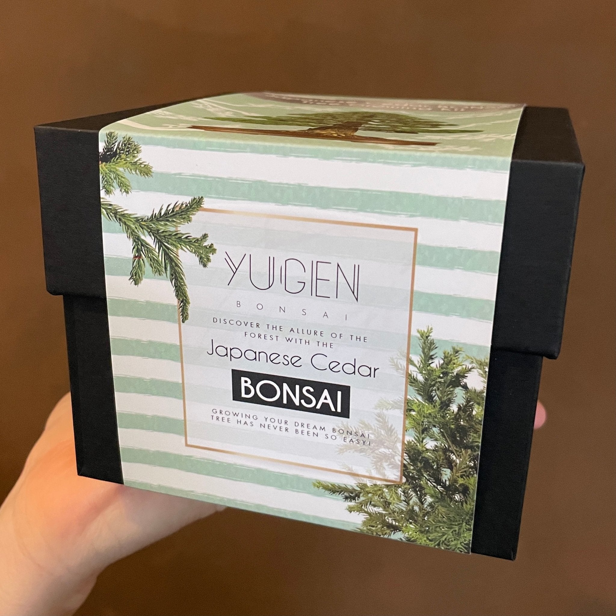 Bonsai Growing Kit - Japanese Cedar - grow urban. UK