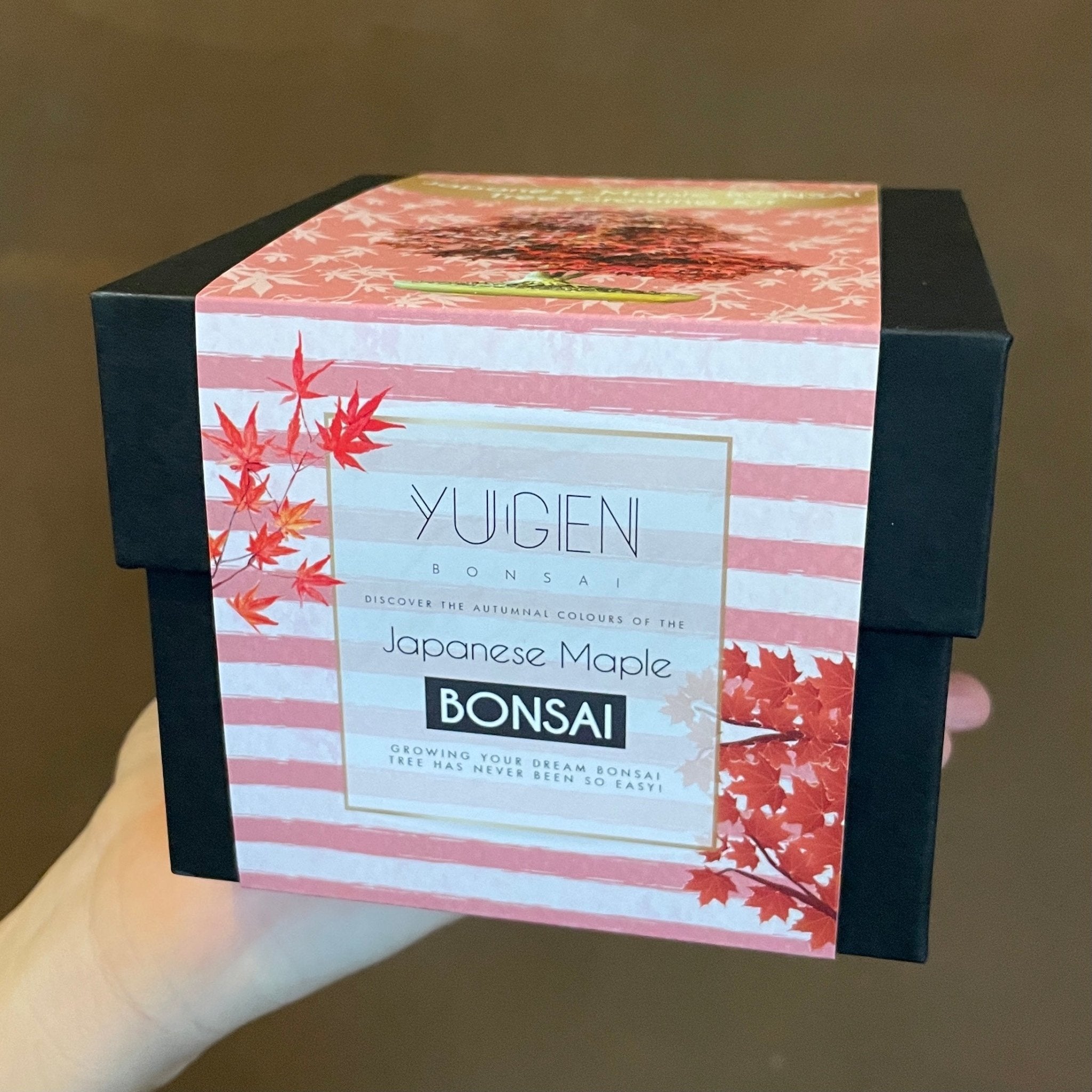 Bonsai Growing Kit - Japanese Maple - grow urban. UK