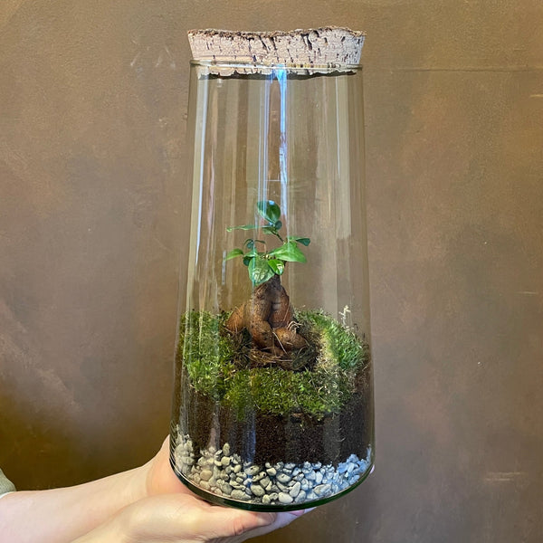 bonsai tree closed terrarium Bonsai Terrarium - Aged Cork