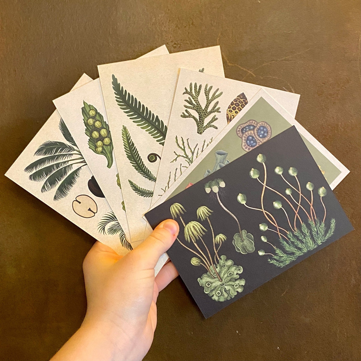 Botanicum Box of 50 Postcards – Katie Scott Botanical Art – grow urban.