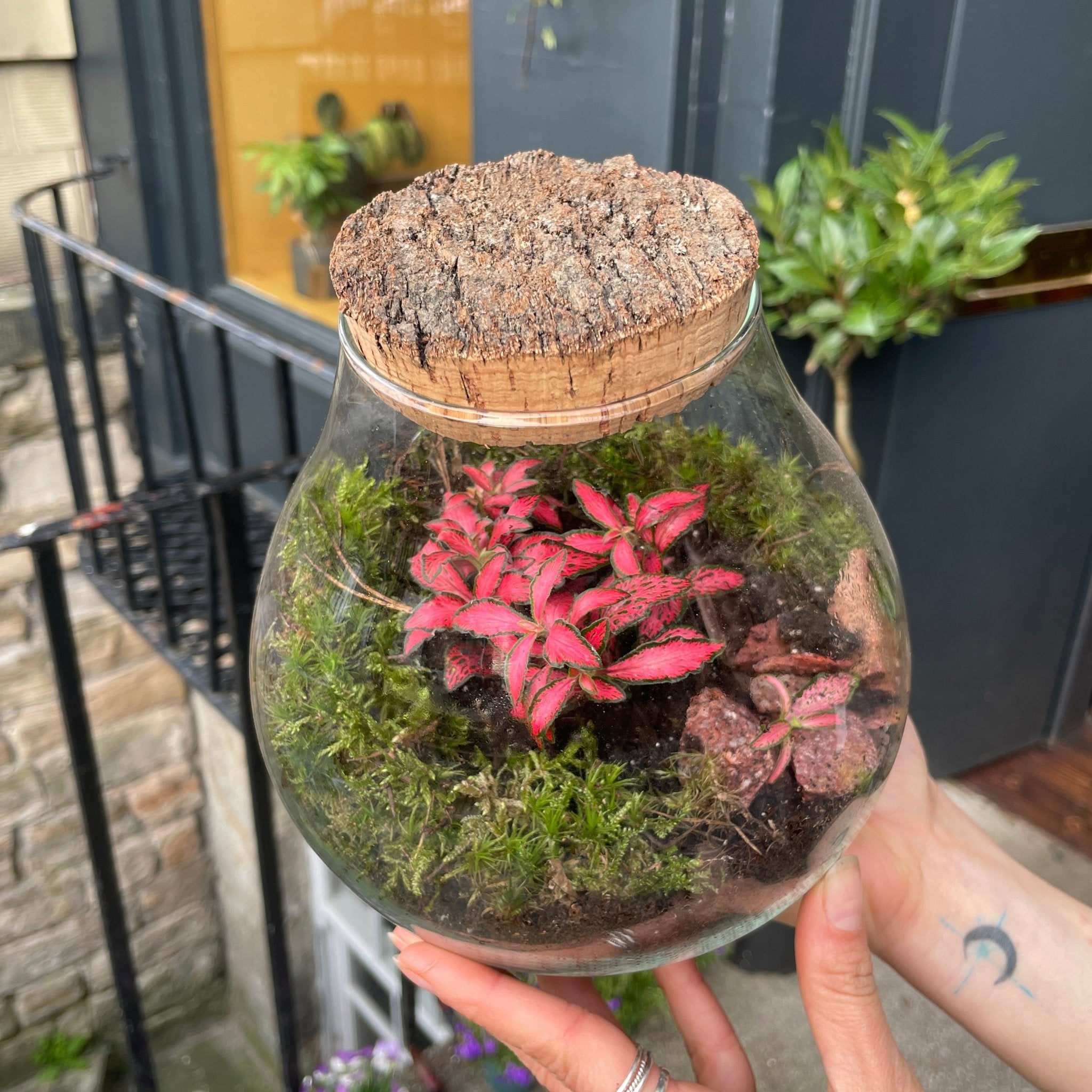 Bulb Terrarium Aged Cork grow urban. Edinburgh