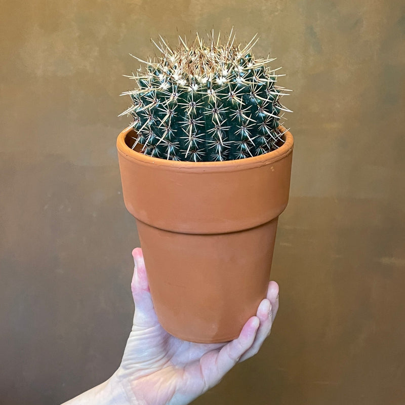 Cactus in 12cm terracotta pot (Lucky Dip) - grow urban. UK