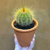 Cactus in 9cm terracotta pot (Lucky Dip) - grow urban. UK