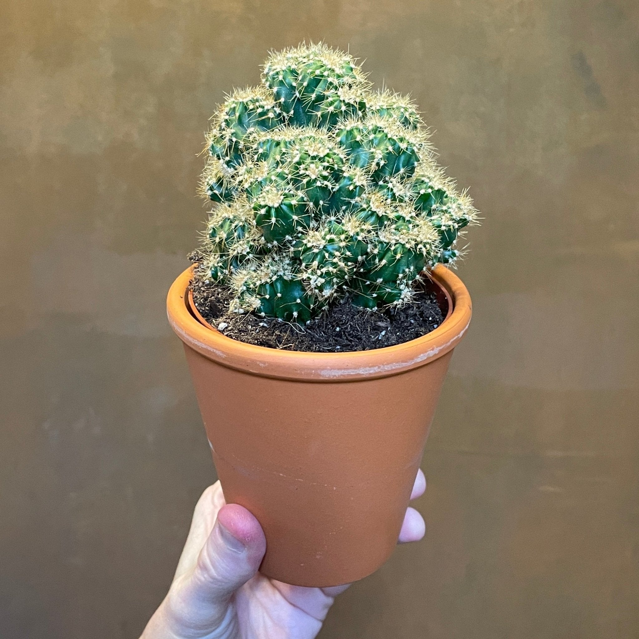 Cactus in 9cm terracotta pot (Lucky Dip) - grow urban. UK