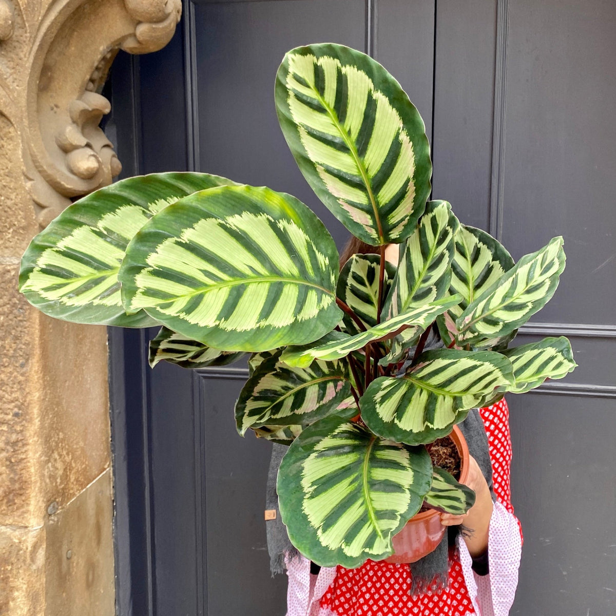 Calathea 'Cora' | grow urban. Edinburgh