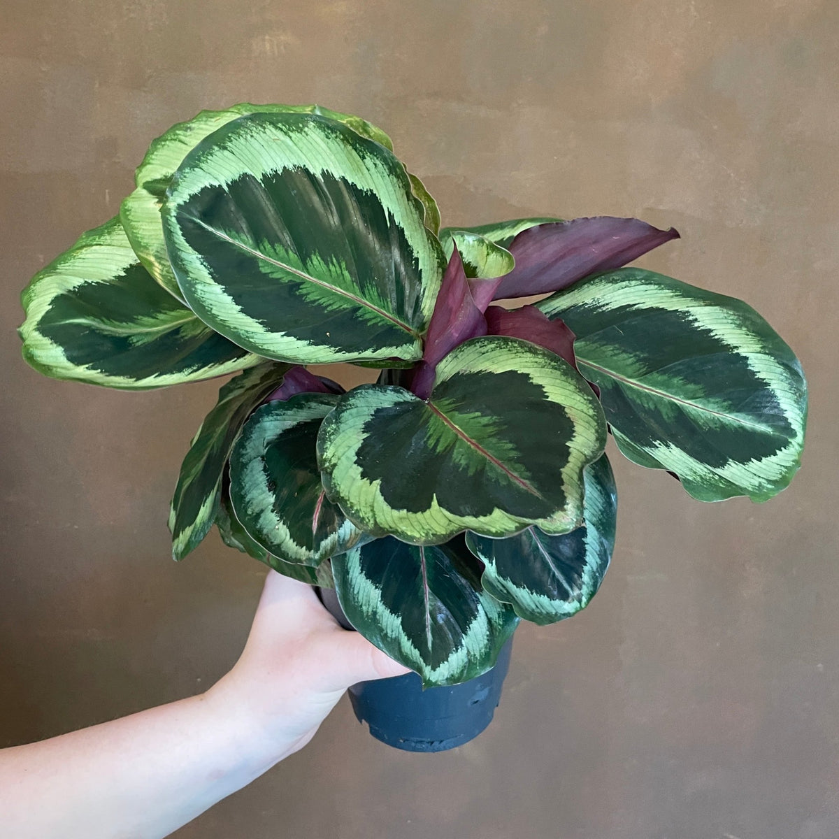 Calathea 'Marion'