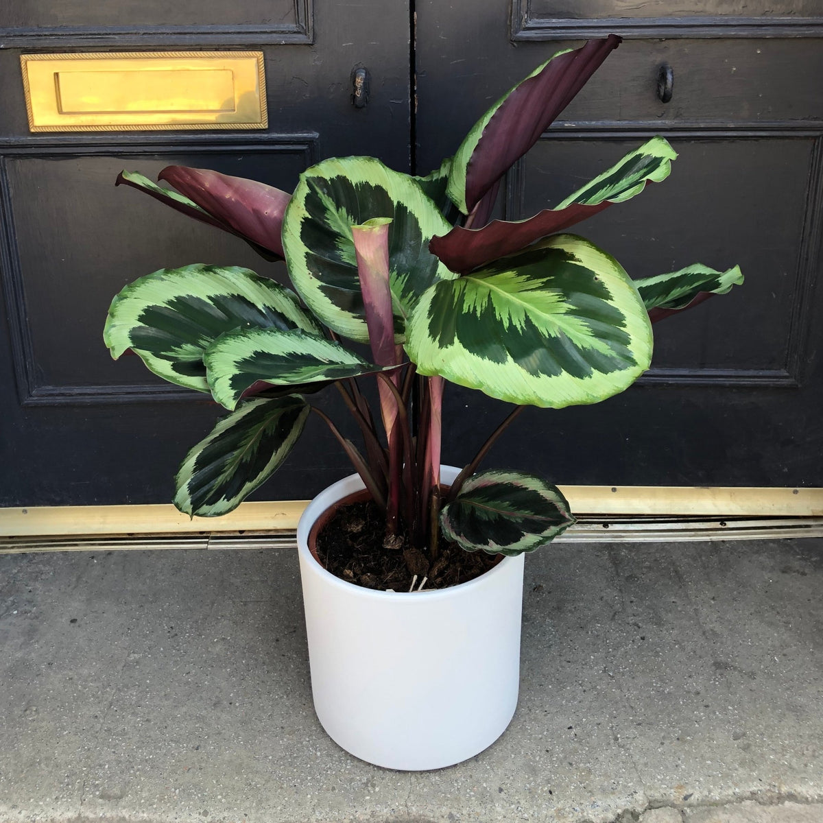 Calathea 'Marion' | grow urban. Edinburgh