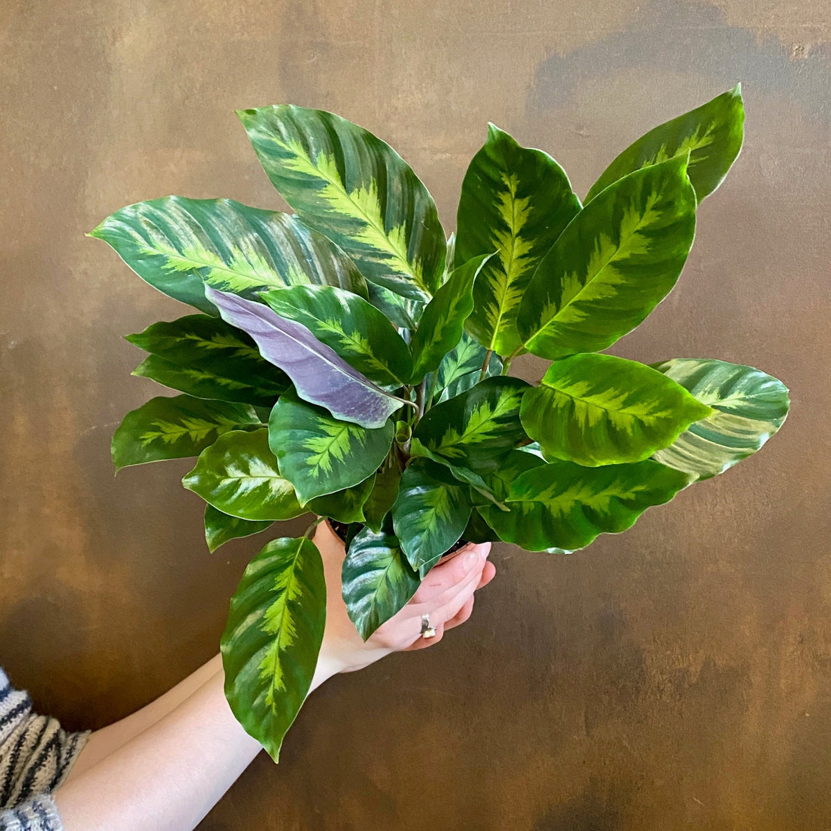 Calathea 'Misto' | grow urban. Edinburgh