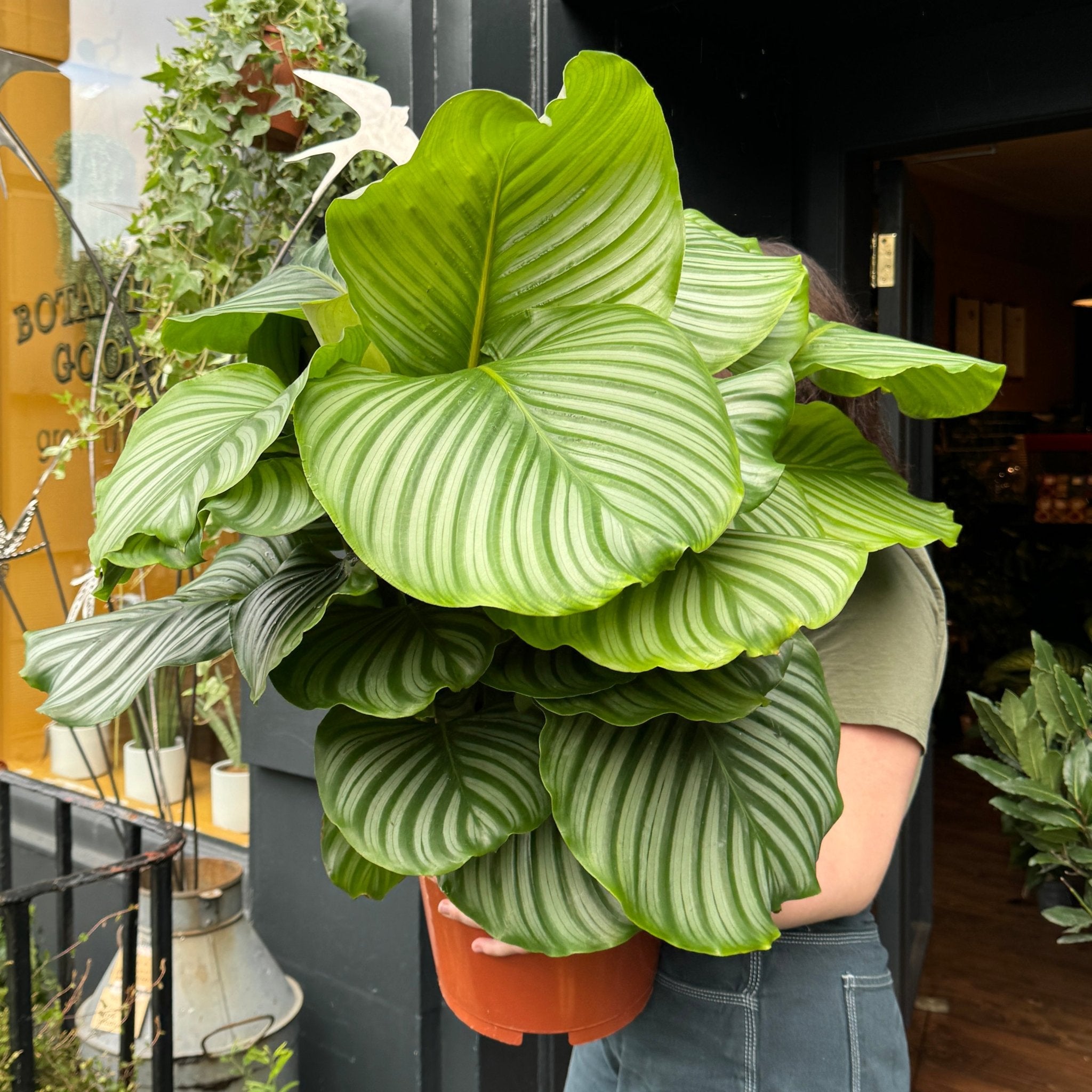 Calathea orbifolia (27cm pot) - grow urban. UK