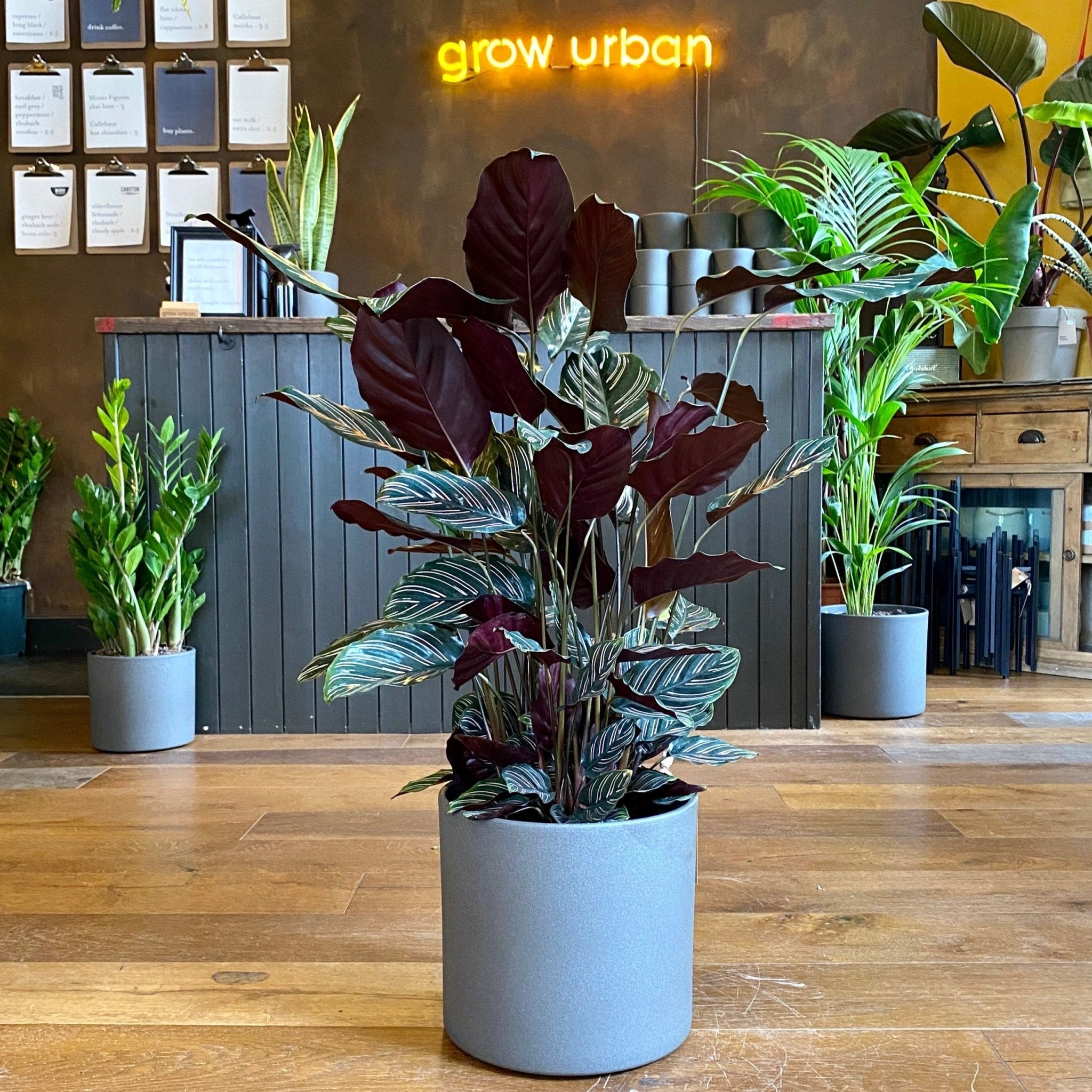 Calathea ornata (24cm pot) - grow urban. UK