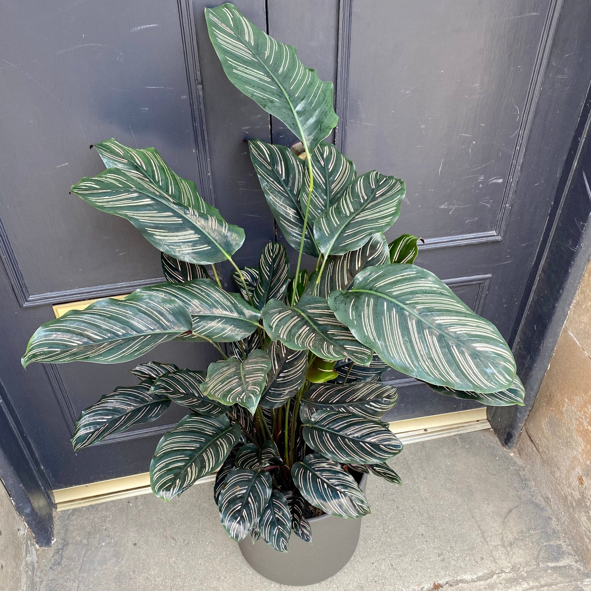 Calathea ornata (27cm pot) - grow urban. UK