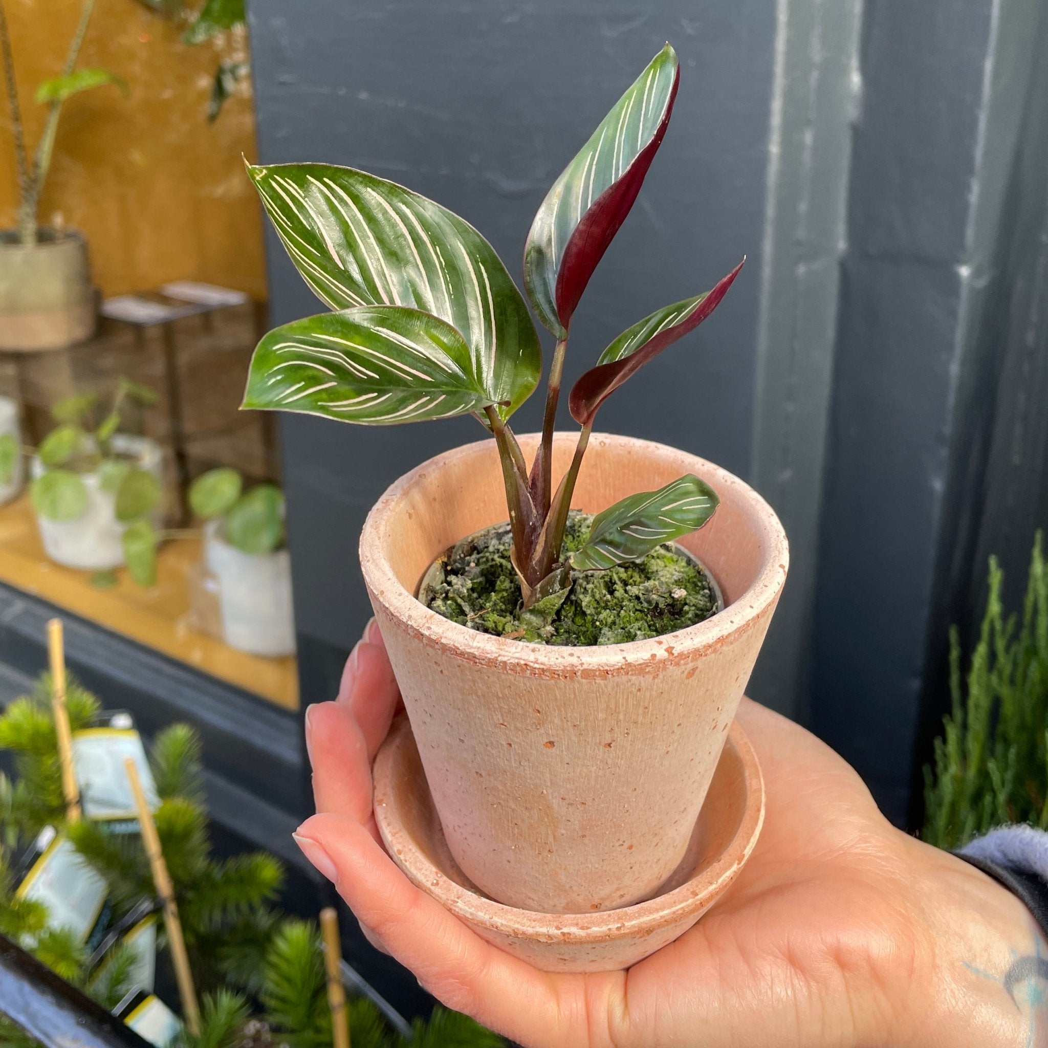 Calathea ornata (6cm pot) - grow urban. UK