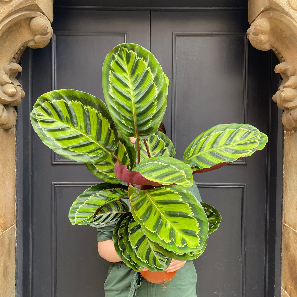Calathea roseopicta