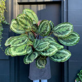 Calathea roseopicta ‘Mysty' - grow urban. UK