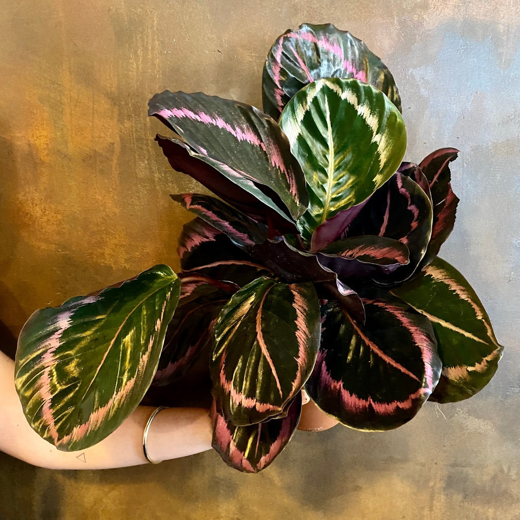 Calathea roseopicta 'Surprise Star'