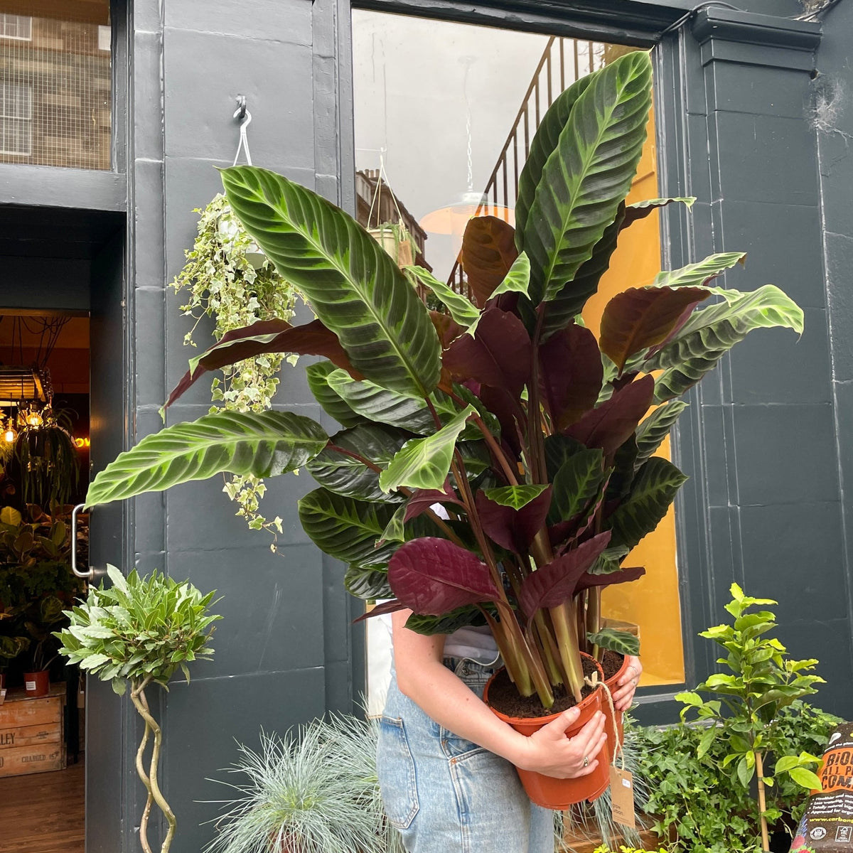 Calathea warscewiczii (21cm pot)