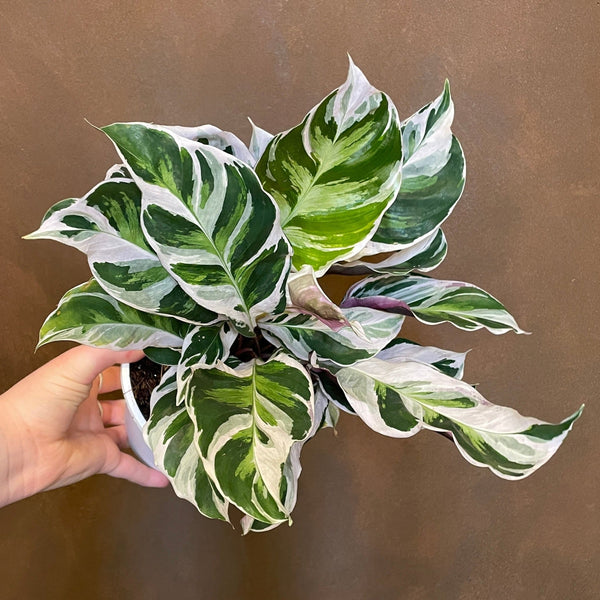 Calathea 'White Fusion'