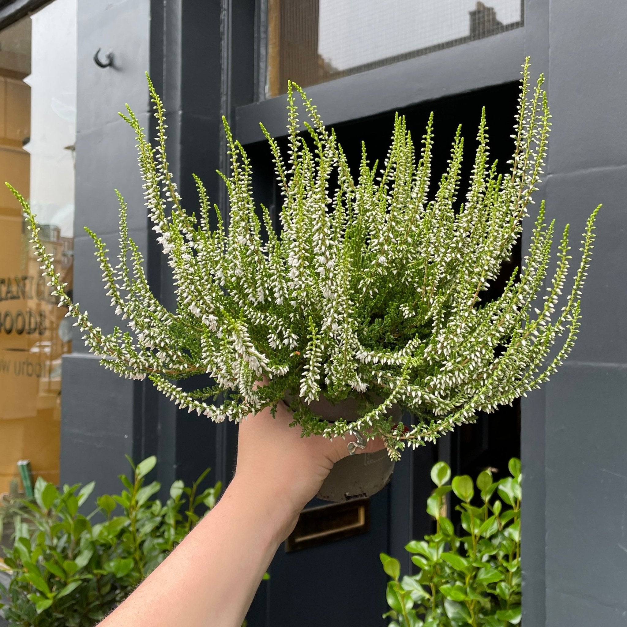Calluna 'Elegantissima' - grow urban. UK