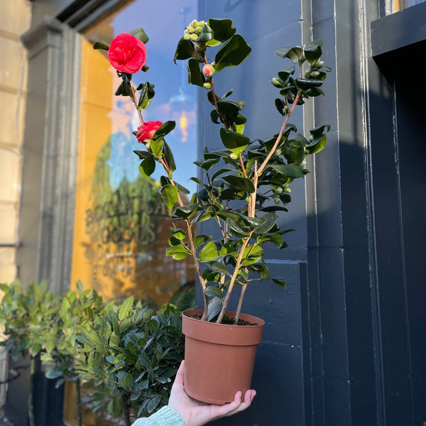 Camellia japonica 'Lady Campbell'