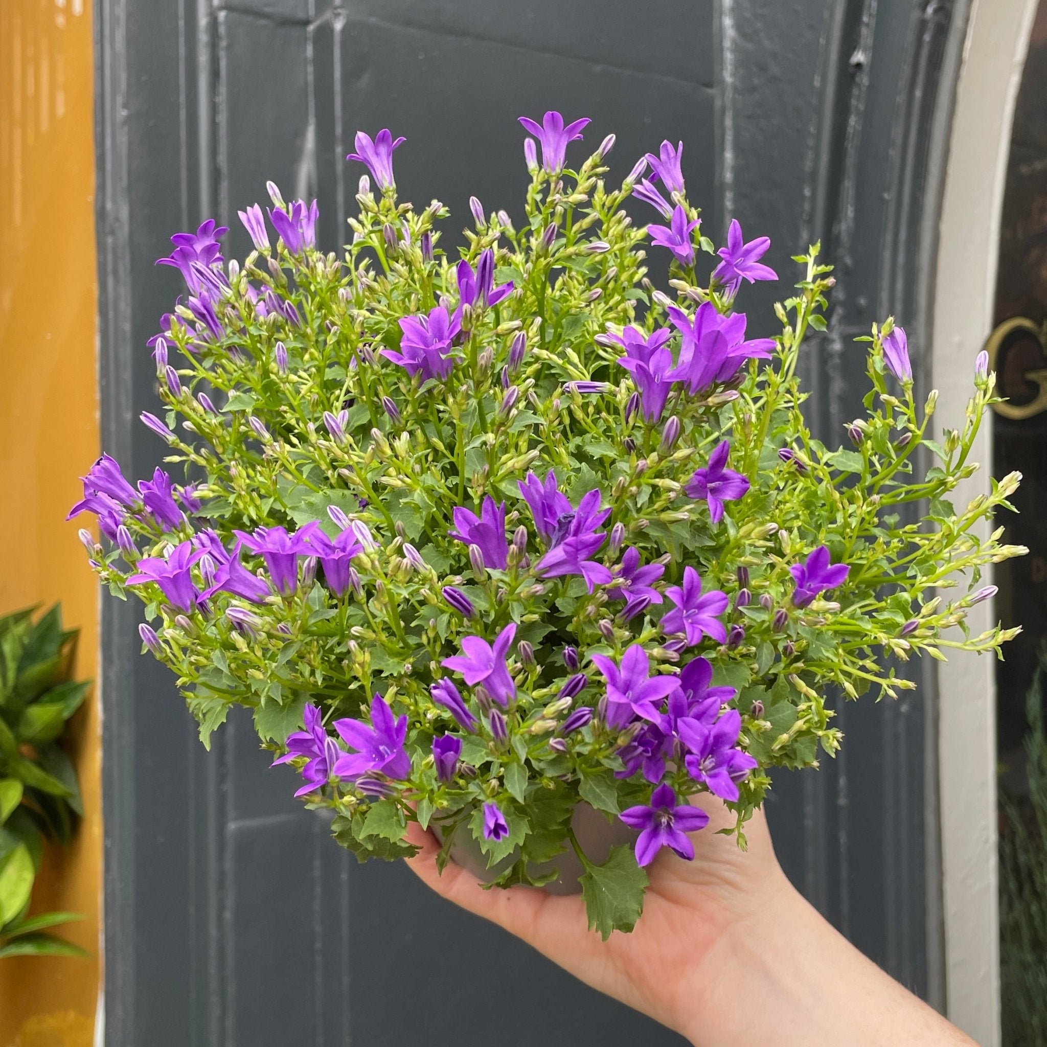 Campanula 'Intense Purple' (12cm pot) - grow urban. UK