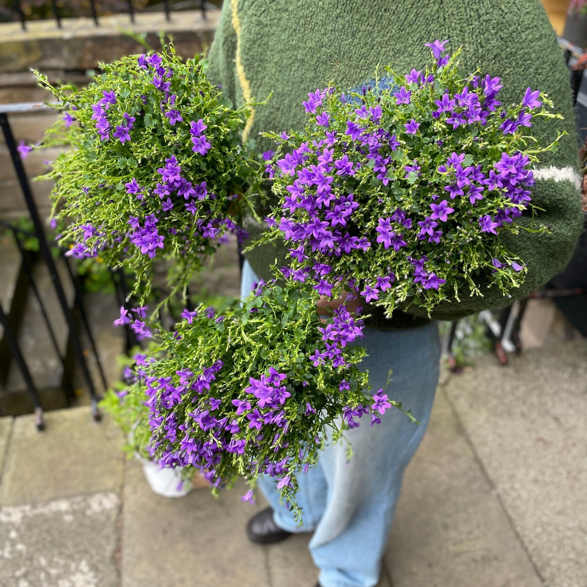 Campanula 'Intense Purple' (14cm pot) - grow urban. UK